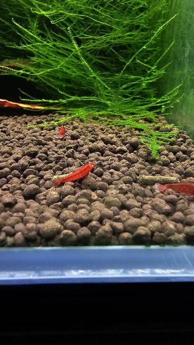10 + 1 Red Devil Orange Eyes Caridina Krewetki