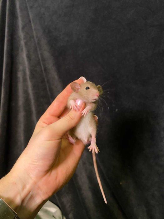 дамбо, щурики пацючки ручні, маленькі щуренята