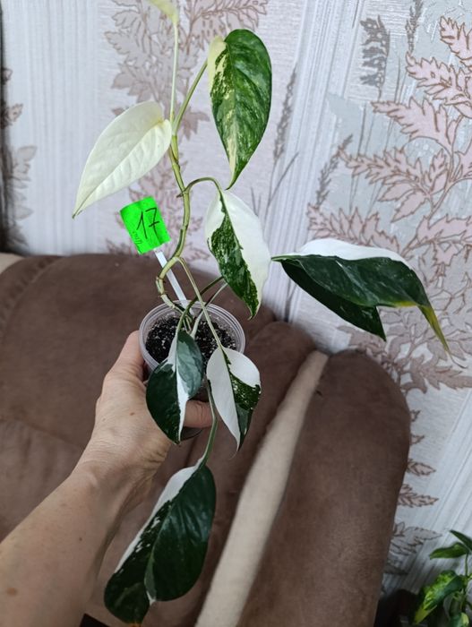 Филодендрон монстера Amydrium silver medium,Пінатум варієгатна, Білліт