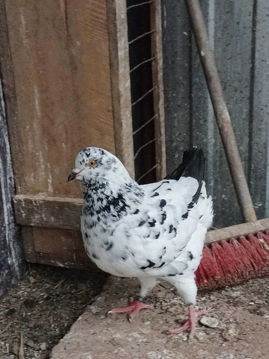 kingi gołebie ozdobne