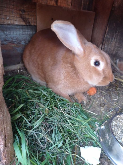 Króliki burgundzkie samce