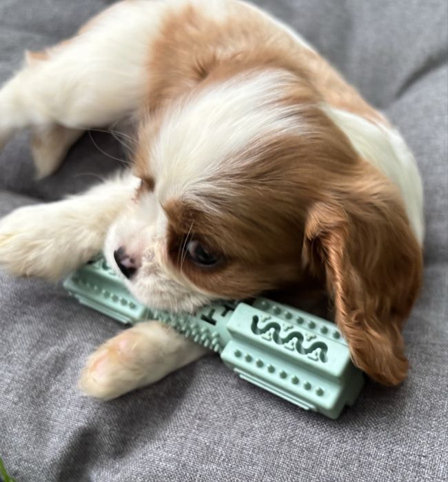 Cavalier King Charles Spaniel chllpiec Monte