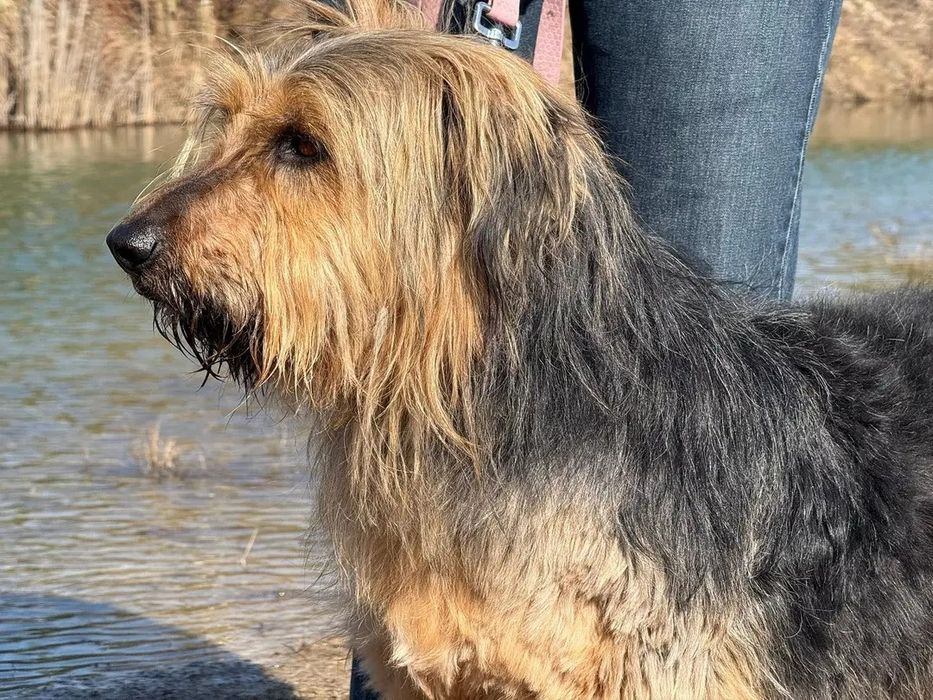 Podaruj dom super psu