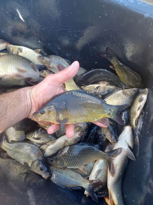 Karp narybek/kroczek. Jesiotr,Lin,Sandacz.