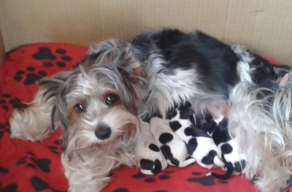 Yorkshire terrier Black pies