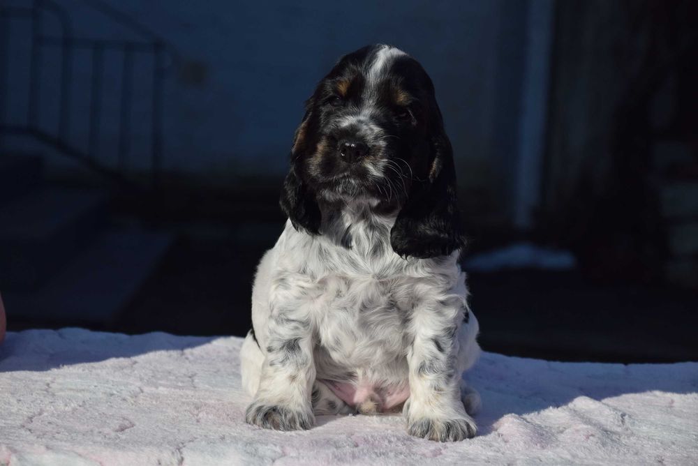 Cocker Spaniel Angielski - Chłopak BonBon ZKwP