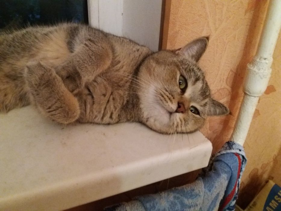 Кот золотая тикированная шиншилла