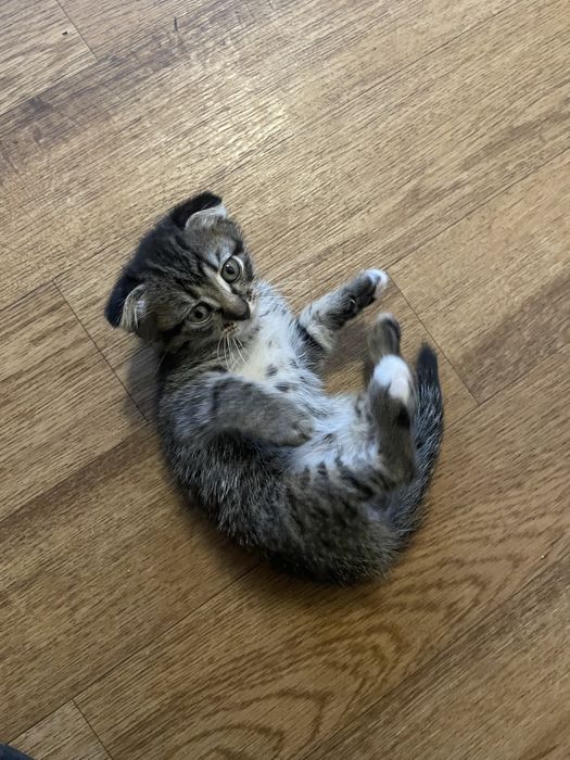 Вісловухі дівчатка та сіамський принц готові до нового дому