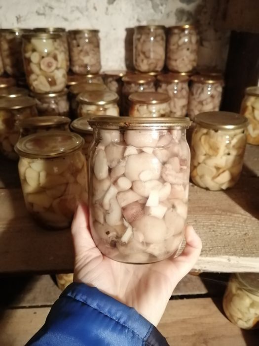 Гриби мариновані, домашні, польські,маслюки. Врожай 2025 р.