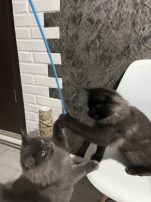 Продам кошенят мейн кун