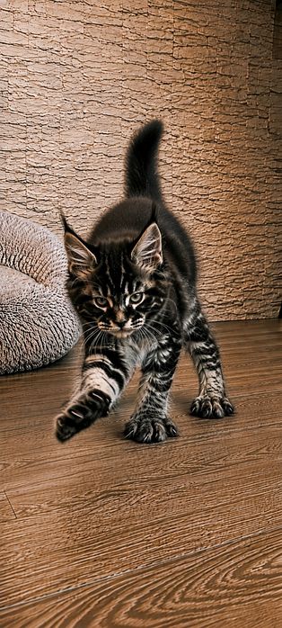 котик Мей-кун  дикий окрас