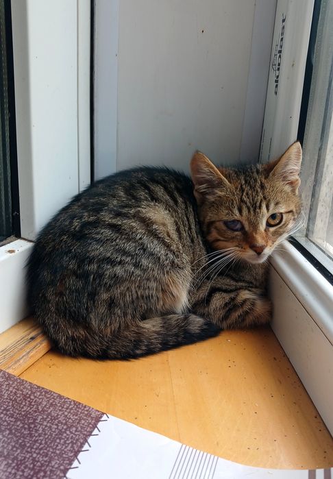 Маленькая полосатая котёнок девочка ищет дом! Котята в хорошие руки!