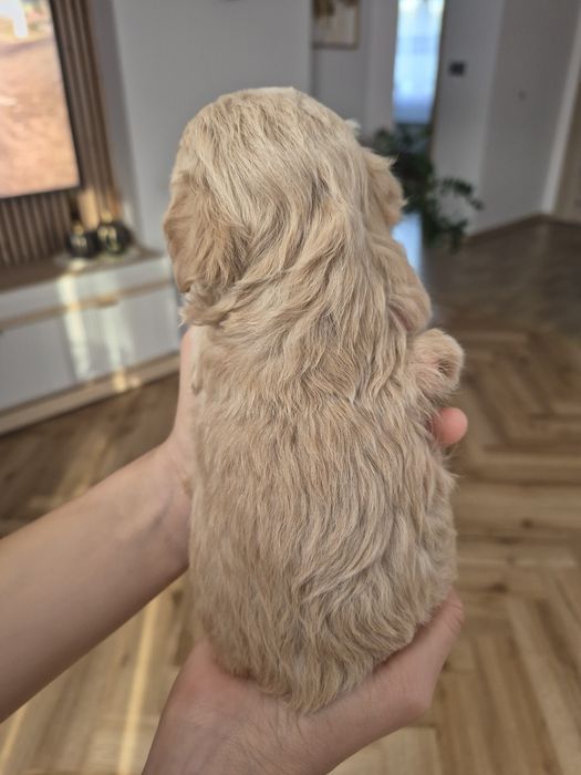 Maltipoo  piesek
