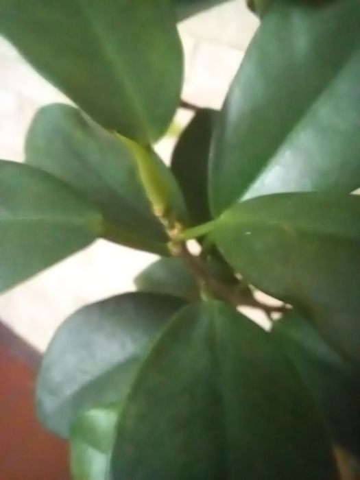 Фікус Моклейм , 55 см