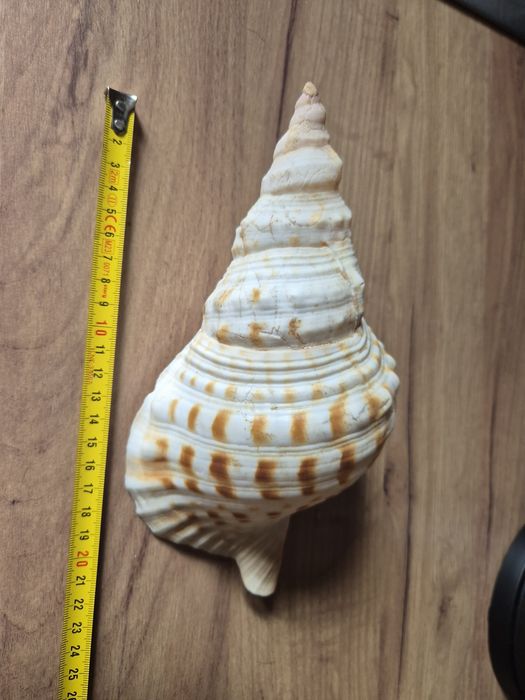Muszla Morska Charonia Lampas