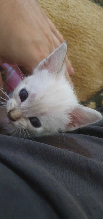 Doacao gatos bebes