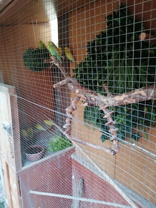 Piriquitos de várias cores