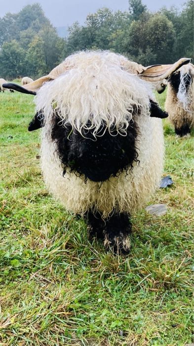 RODOWÓD Owca Walizerska Czarnonosa Walliserska