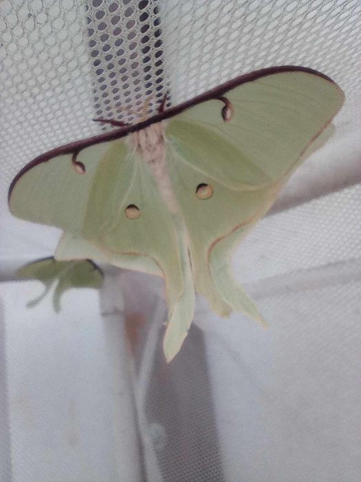 Argema mimosae poczwarka ćmy +inne gatunki