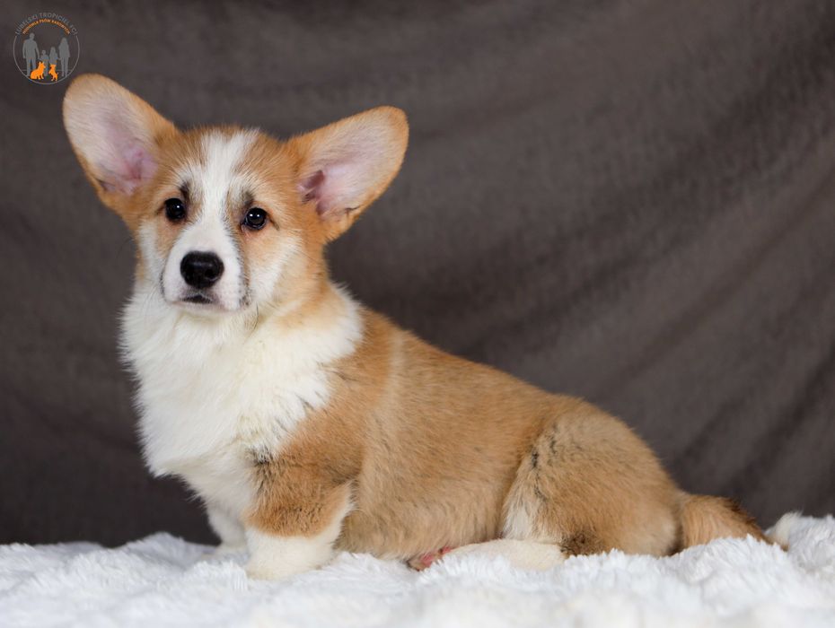 Welsh Corgi Pembroke ZKwP FCI  piesek po CH.PL
