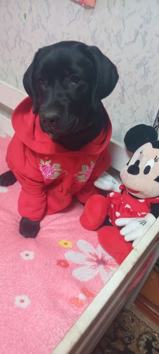 Найкращі цуценятка, перша в'язка чиста кров