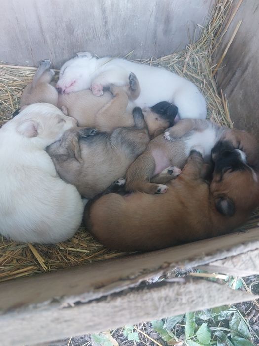 БЕЗКОШТОВНО! Віддам цуценят у добрі  руки