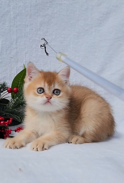 Шотландська дівчинка золота шиншила