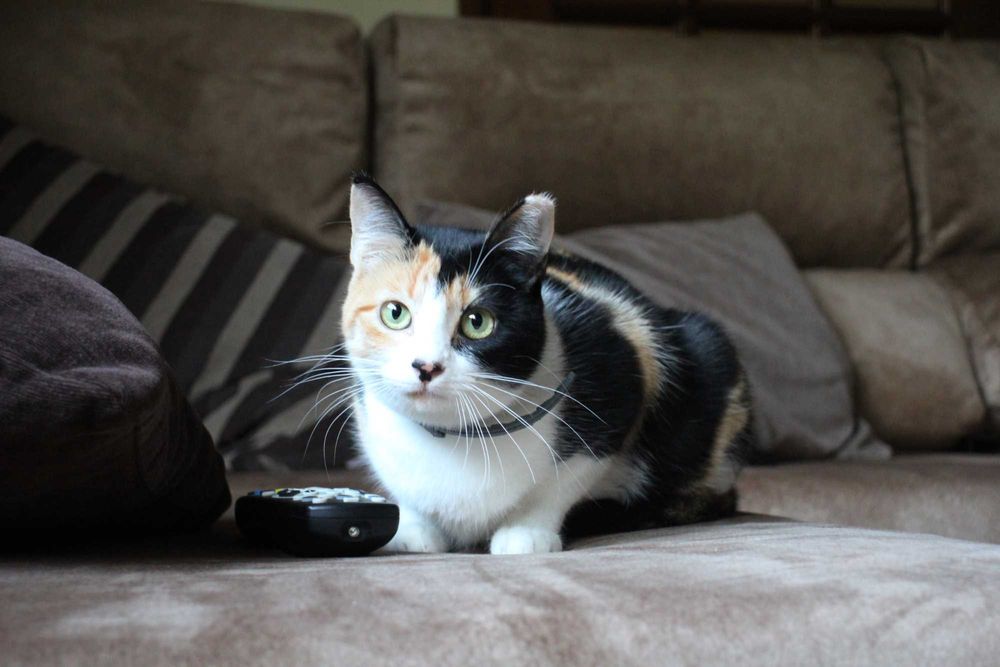 ESTERILIZADA | Gata jovem disponível para adoção responsável