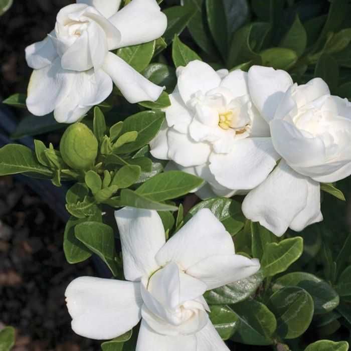 Gardenia "Crown Jewel, mrozoodporna do uprawy gruntowej! Piękny zapach