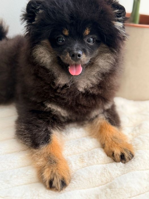 Spitz Anão Macho