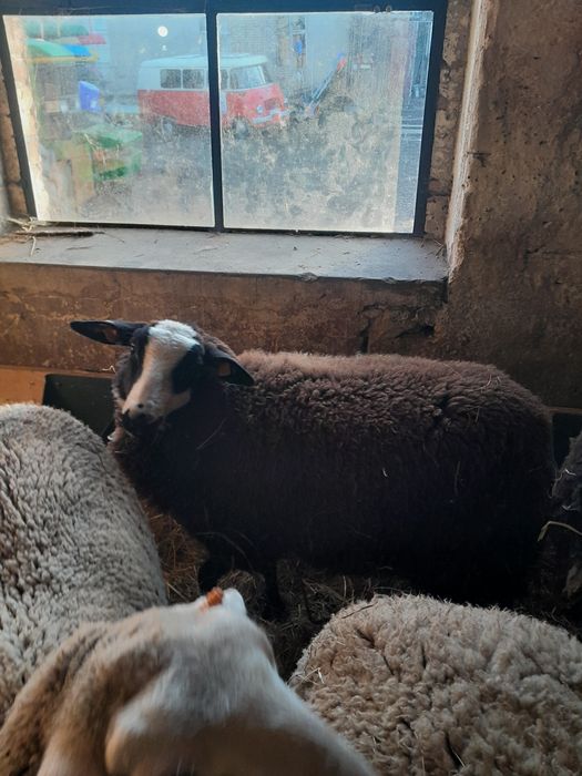 Owca fryzyjska lacun