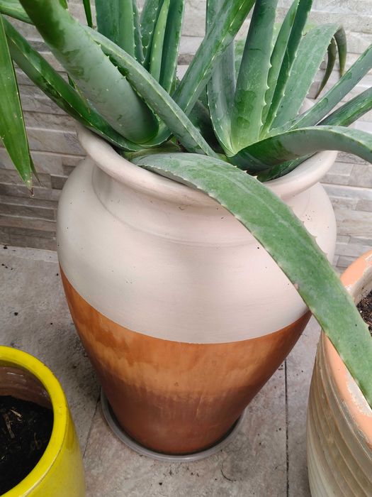 Vaso bicolor Aloe Vera Decoração