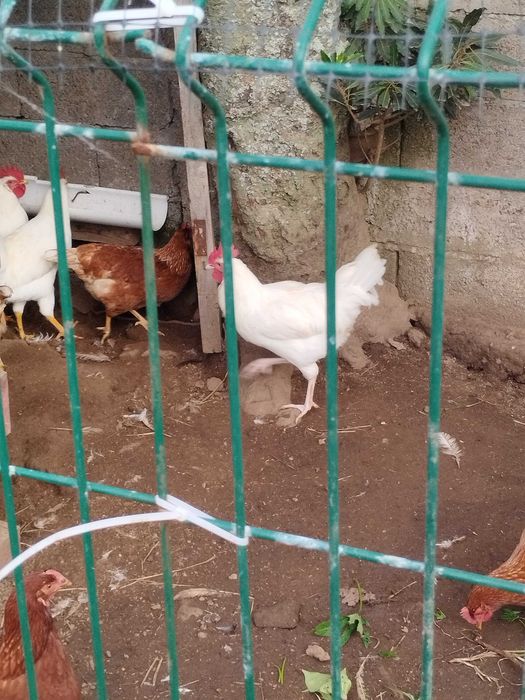 Galinhas poedeiras e leghorn