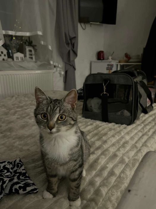 Oddam kotke w dobre ręce