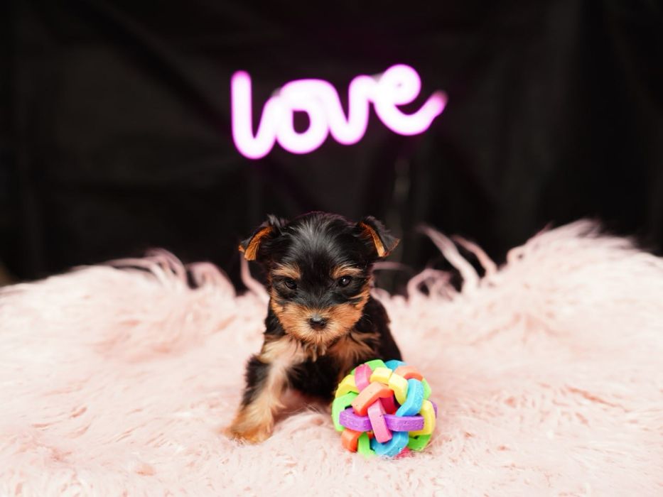 Любознательные йорки