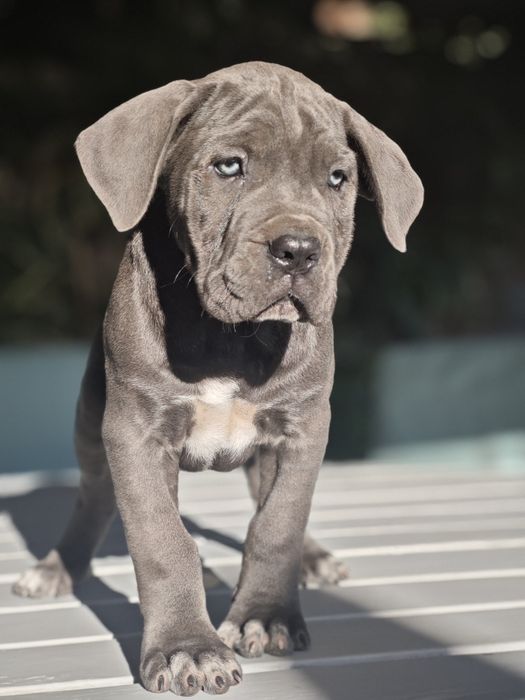 Cane Corso Italiano - Macho Cizento