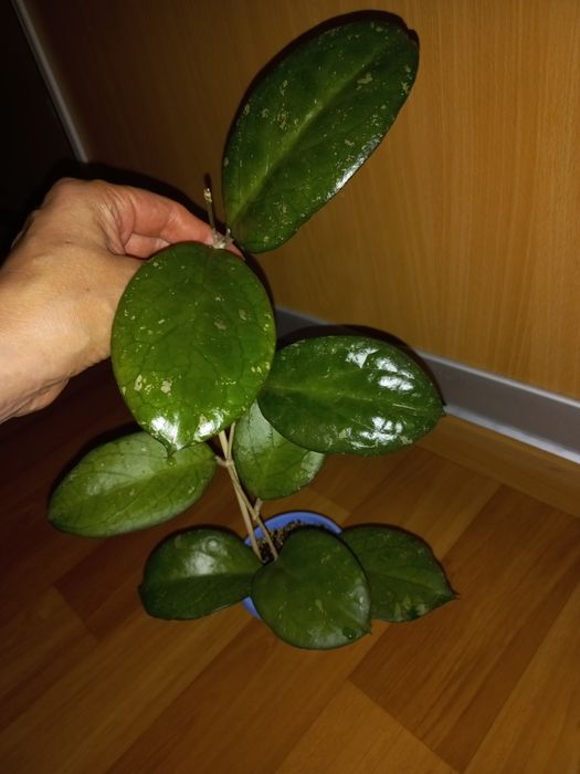 Хойї Ptiktai  і  Joy