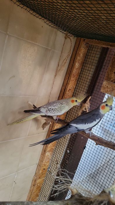 lindo casal de caturras