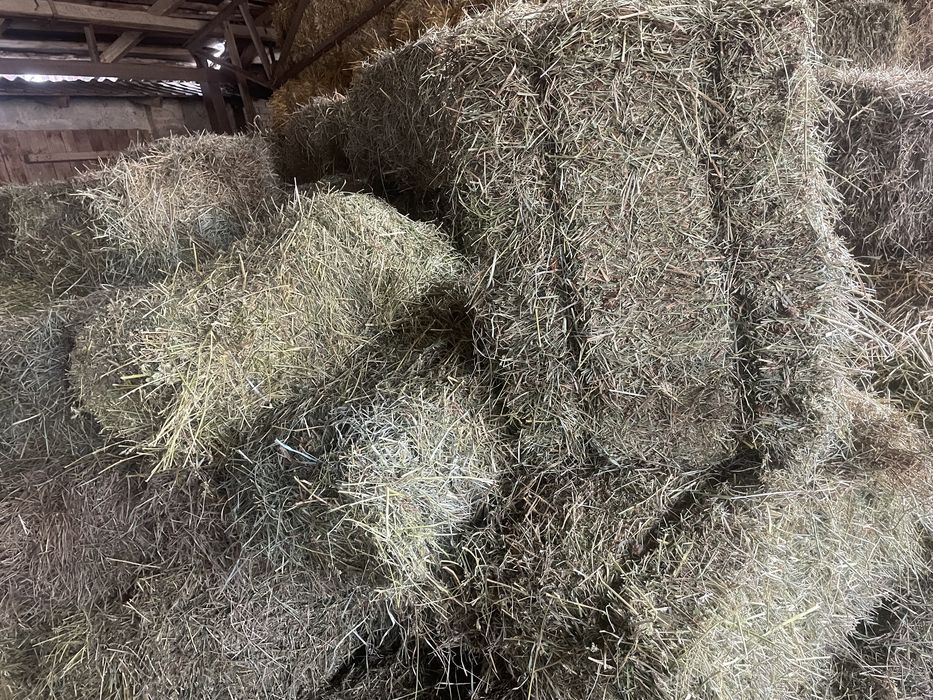 продам тюки сіна