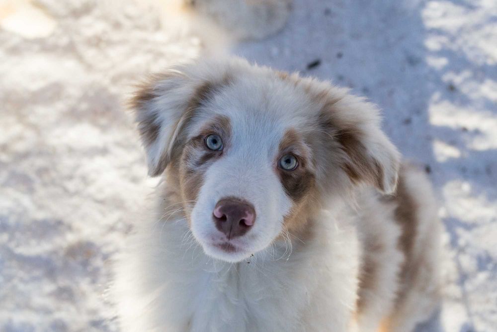 Owczarek Australijski FCI / ZKwP