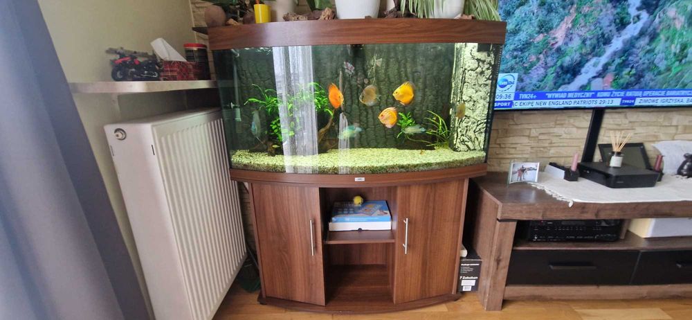 Zestaw akwarium Juvel 260 l z Paletkami i innymi rybami