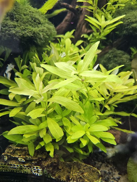 Nawódka Roślina Wodna do Akwarium