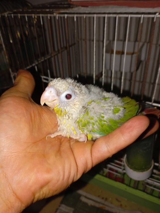 Aves bebes procuram novo lar