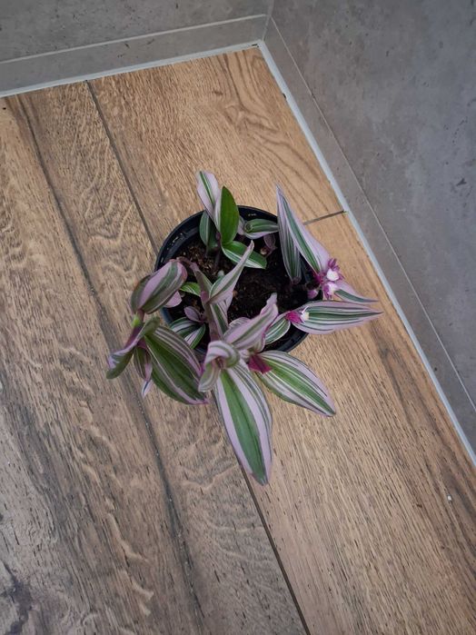 Tradescantia 'Nanouk' Trzykrotka