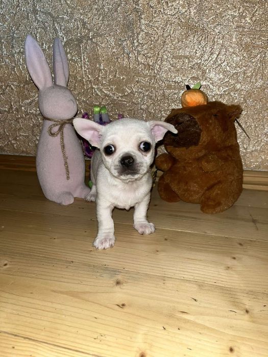 Хлопчик міні чіхуахуа