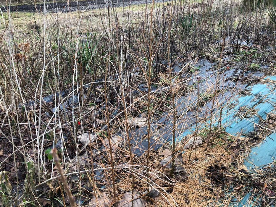 Саджанці Модрини, Ліственіца.