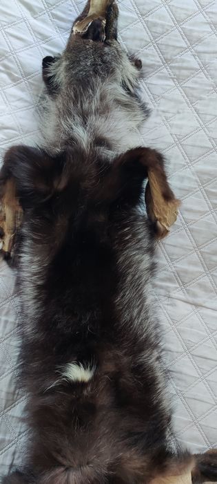 Skóra z Jenota Azjatyckiego 160cm