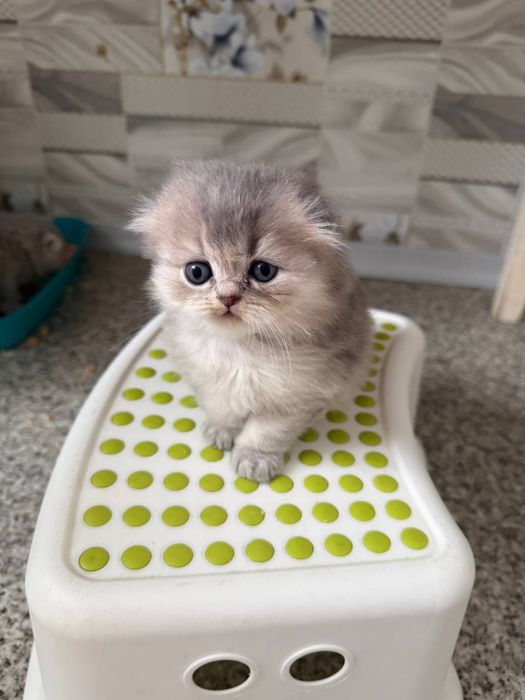 Шотландская девочка фолд вислоушка