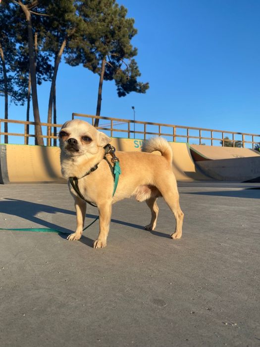 Procuro namorada Chihuahua Miniatura