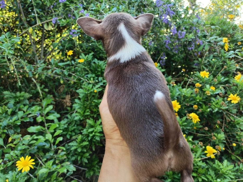Chihuahua fêmea mini